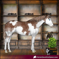 Horse Color:Liver Chestnut Splash Appaloosa 