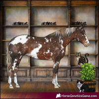 Horse Color:White Spotted Liver Chestnut Snowflake Varnish