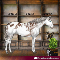 Horse Color:White Spotted Liver Chestnut Splash Appaloosa Rabicano 