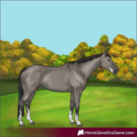 Horse Color:Grullo Sabino Rabicano