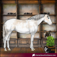 Horse Color:White Spotted Chocolate Palomino Dun Splash Appaloosa