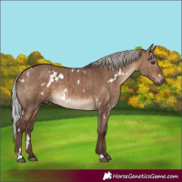 Horse Color:White Spotted Silver Brown Dun Brindle