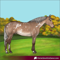 Horse Color:White Spotted Silver Brown Dun Brindle