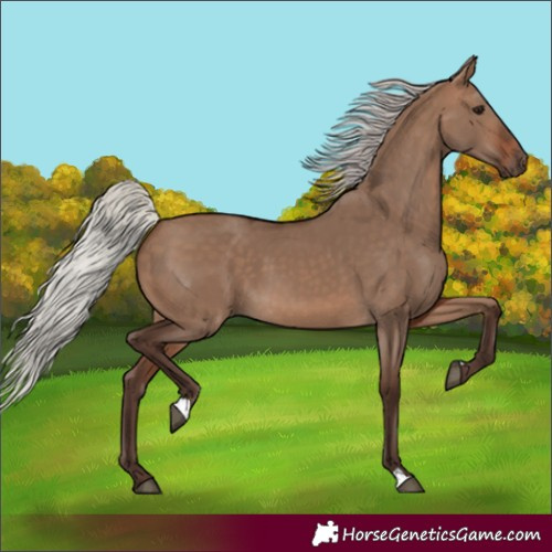 Horse Color:Silver Brown Dun 