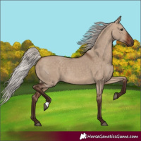 Horse Color:Silver Brown Dun 