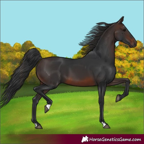 Horse Color:Unknown 