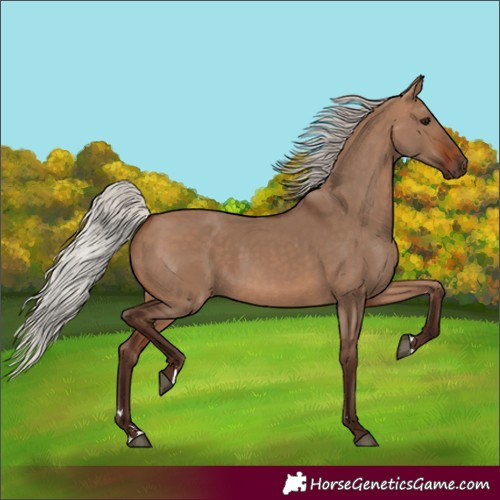 Horse Color:Silver Brown Dun 