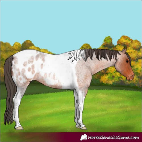 Horse Color:Bay Roan Tobiano Blanket Rabicano