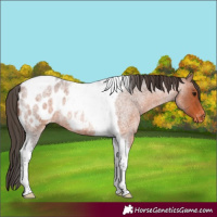 Horse Color:Bay Roan Tobiano Blanket Rabicano 