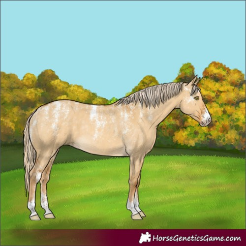 Horse Color:Powder White Palomino Dun Rabicano 