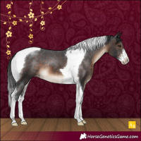 Horse Color:Brown Sabino Tobiano Appaloosa