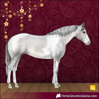 Horse Color:Brown Sabino Tobiano Appaloosa
