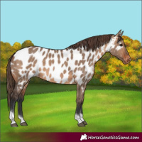 Horse Color:Bay Dun Tobiano Near Leopard
