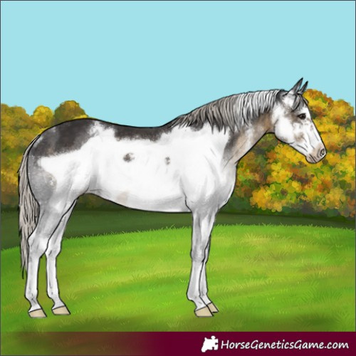 Horse Color:Silver Smoky Black Sabino Frame 