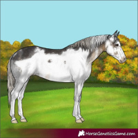 Horse Color:Silver Smoky Black Sabino Frame 