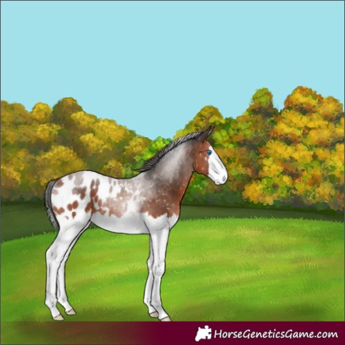 Horse Color:Bay Splash Tobiano Appaloosa 