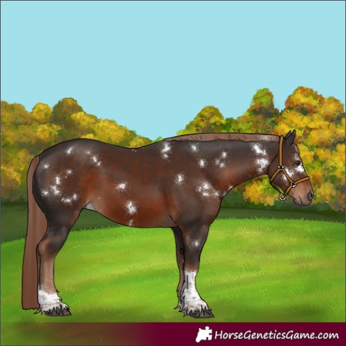 Horse Color:White Spotted Liver Chestnut Tobiano 