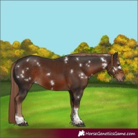 Horse Color:White Spotted Liver Chestnut Tobiano 