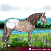 Horse Color:Brown Dun Appaloosa 