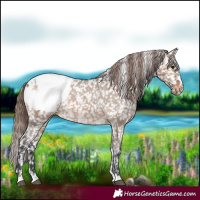 Horse Color:Brown Dun Appaloosa