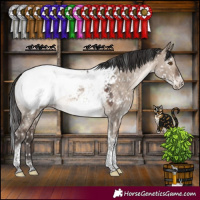 Horse Color:Brown Dun Mushroom Sabino Tobiano Appaloosa 