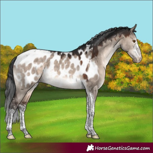 Horse Color:Brown Dun Mushroom Sabino Tobiano Appaloosa 