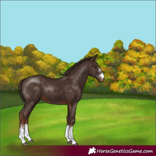 Horse Color:Liver Chestnut 