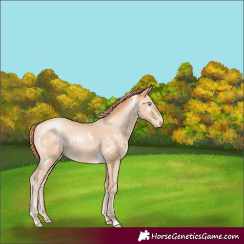 Horse Color:White Spotted Buckskin Pearl 