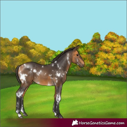 Horse Color:White Spotted Buckskin 