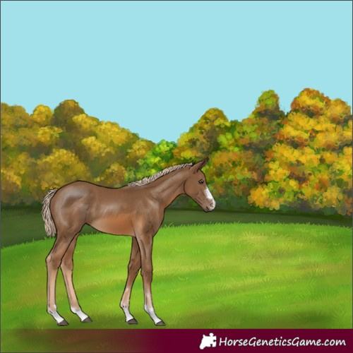 Horse Color:Chocolate Palomino 