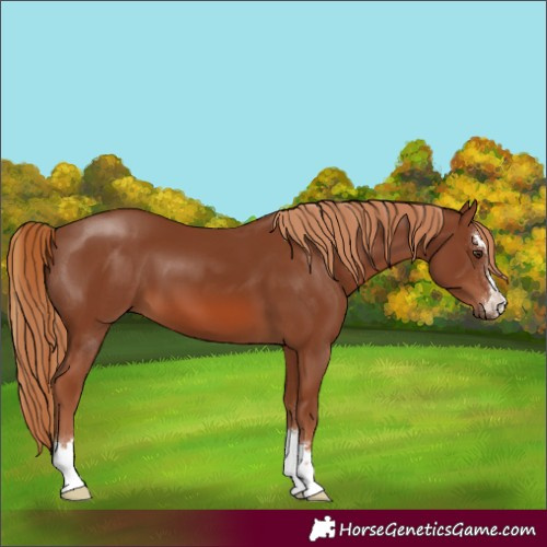 Horse Color:Chestnut 