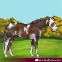 Horse Color:Liver Chestnut Sabino Rabicano