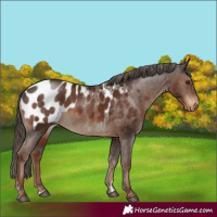 Horse Color:Liver Chestnut Appaloosa Rabicano