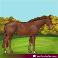 Horse Color:Chestnut Appaloosa 