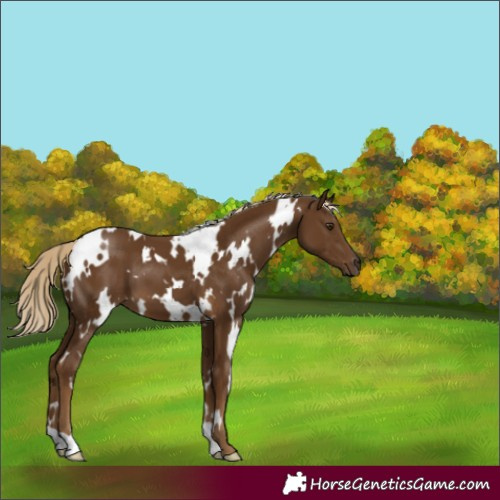 Horse Color:White Spotted Chocolate Palomino