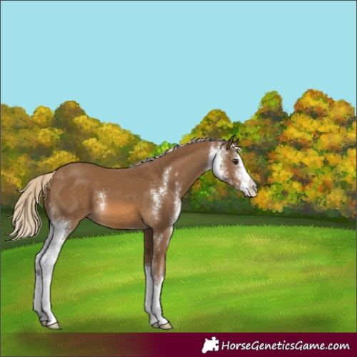 Horse Color:Chocolate Palomino Sabino