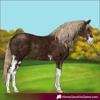 Horse Color:Chocolate Palomino Ice Sabino