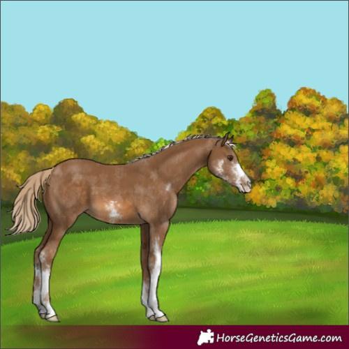 Horse Color:Chocolate Palomino Sabino 