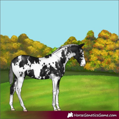 Horse Color:White Spotted Liver Chestnut Ice Sabino