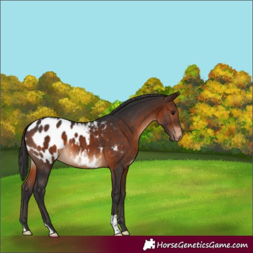 Horse Color:Brown Near Leopard 