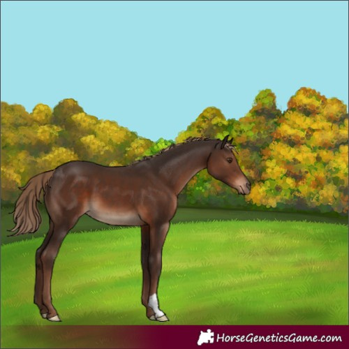 Horse Color:Liver Chestnut