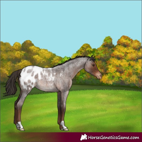Horse Color:Liver Red Roan Blanket 