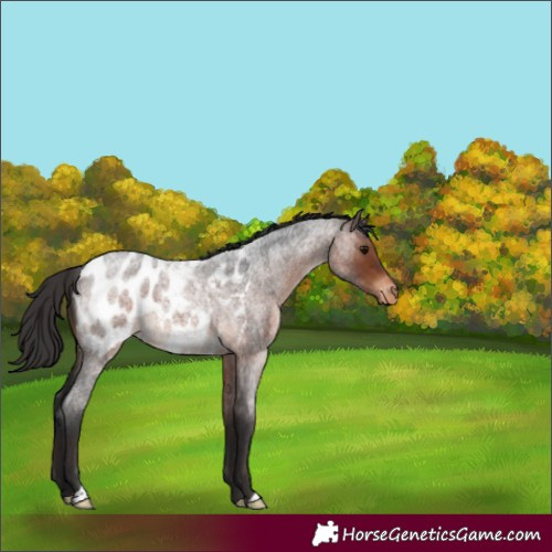 Horse Color:Brown Roan Near Leopard 