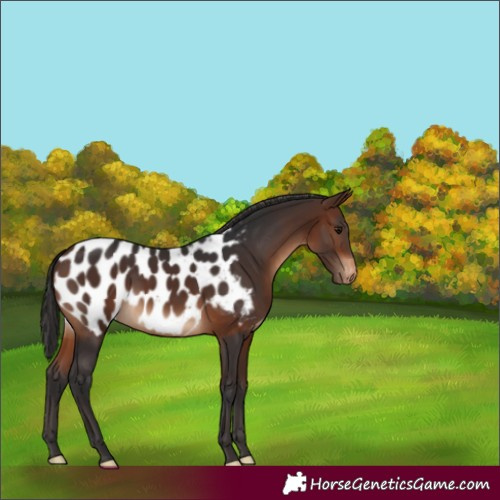 Horse Color:Brown Near Leopard