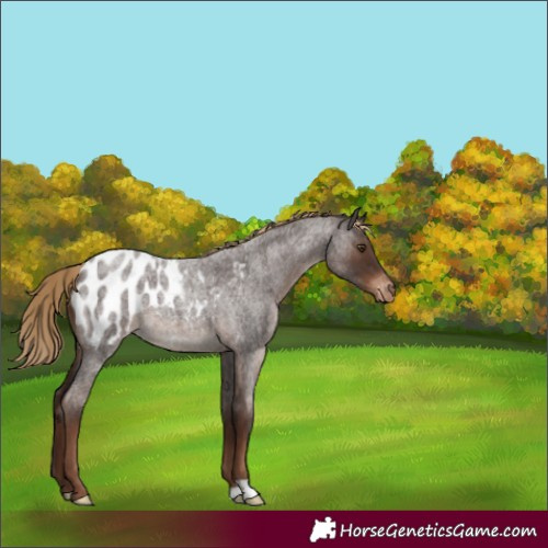 Horse Color:Liver Red Roan Appaloosa