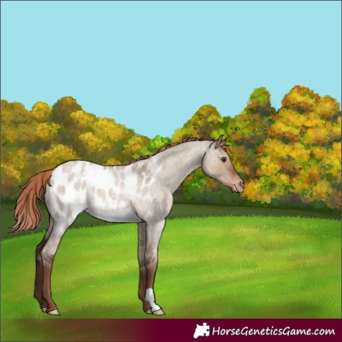 Horse Color:Liver Red Dun Roan Appaloosa 