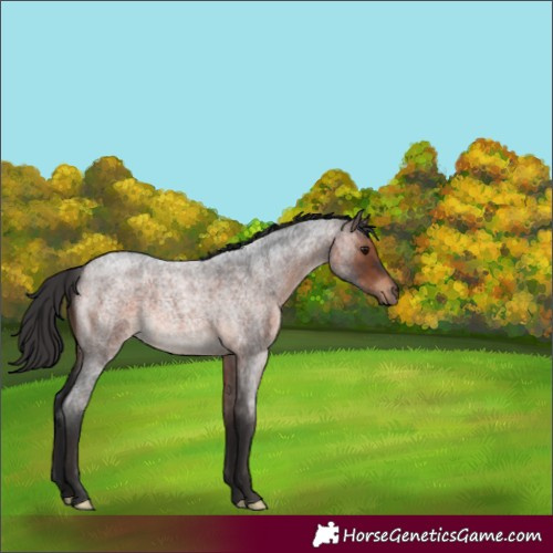 Horse Color:Brown Roan