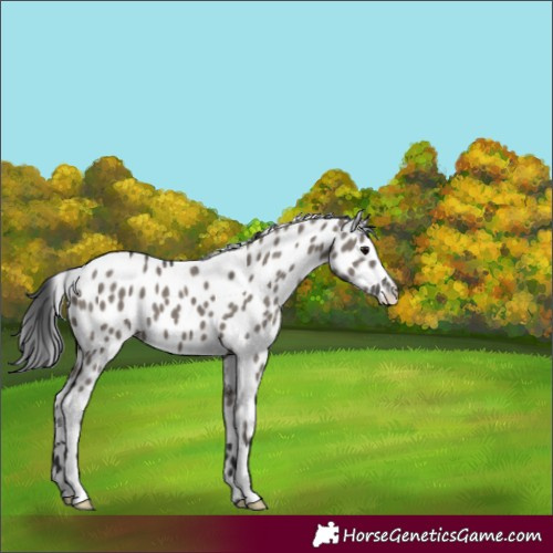 Horse Color:Grullo Appaloosa 