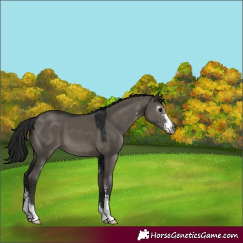 Horse Color:Gray Grullo Sabino