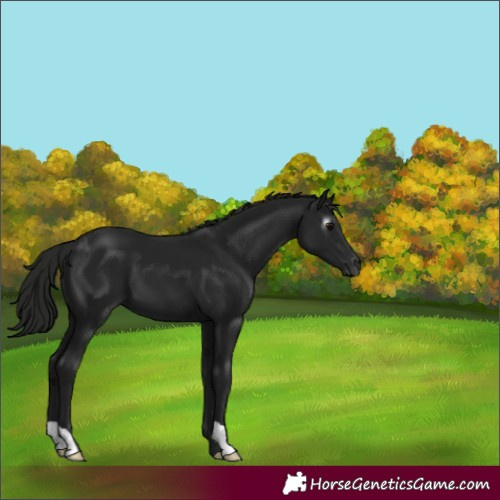 Horse Color:Gray Black 